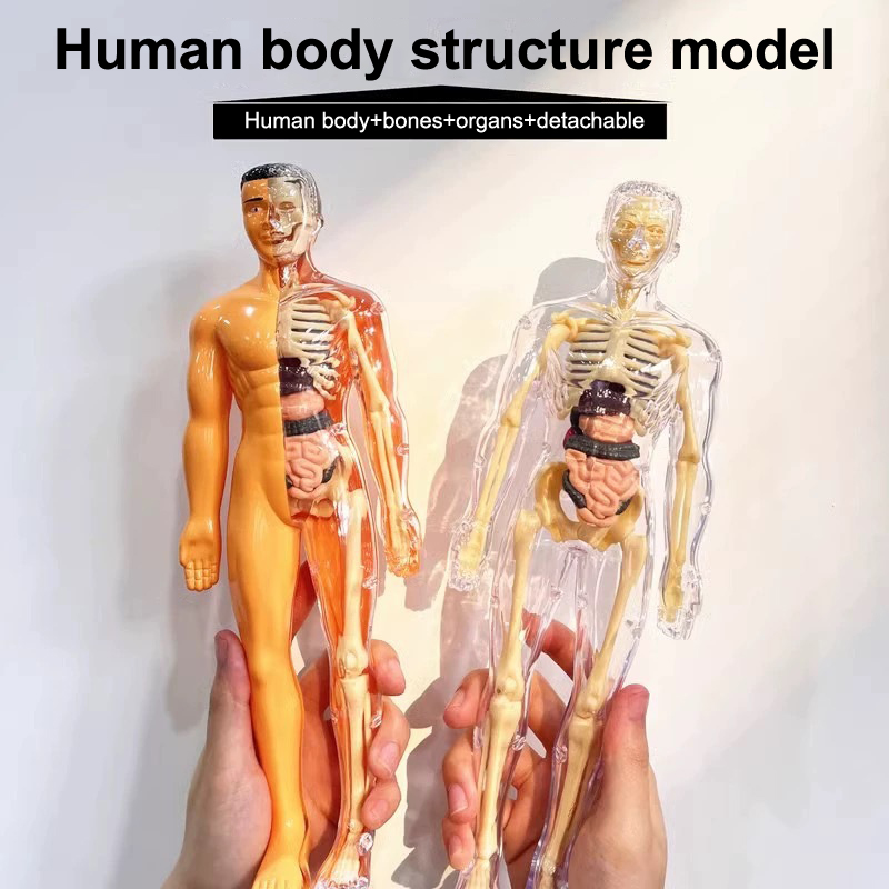 ثلاثية الأبعاد الهيكل العظمي ا - مراجعة Model Kit Fantasy وسعره