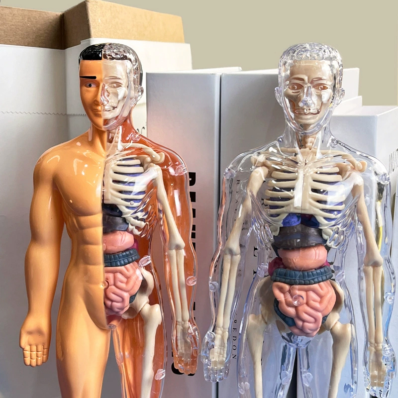 ثلاثية الأبعاد الهيكل العظمي ا - مراجعة Model Kit Fantasy وسعره